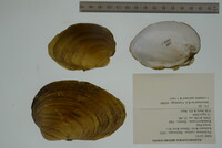 Plethobasus cyphyus image