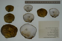 Cyclonaias pustulosa image