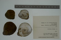 Pleurobema plenum image