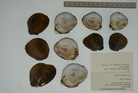 Pleurobema sintoxia image