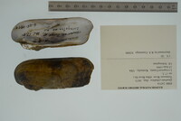 Theliderma cylindrica image