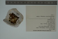 Epioblasma torulosa image