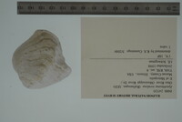 Epioblasma torulosa image