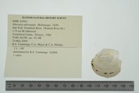 Obovaria subrotunda image