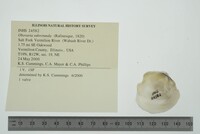 Obovaria subrotunda image