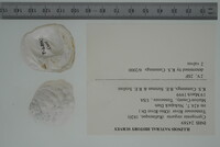 Cyprogenia stegaria image