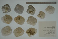 Epioblasma torulosa image