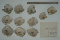 Epioblasma torulosa image