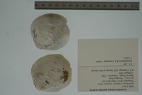 Epioblasma cincinnatiensis image