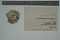 Theliderma intermedia image