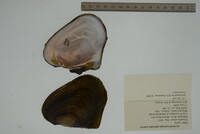 Potamilus alatus image