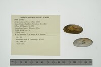 Simpsonaias ambigua image