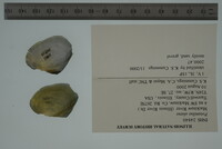 Potamilus alatus image