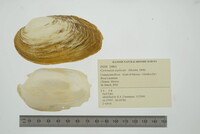 Cyrtonaias explicata image