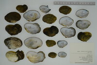 Epioblasma ahlstedti image