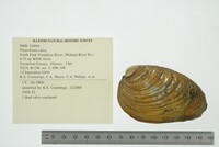 Pleurobema clava image