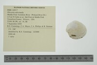 Obovaria subrotunda image