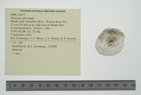 Obovaria subrotunda image