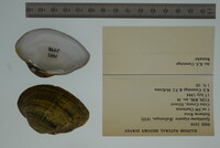 Epioblasma triquetra image