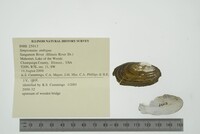 Simpsonaias ambigua image