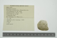 Epioblasma rangiana image