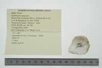 Epioblasma rangiana image