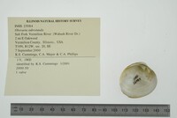 Obovaria subrotunda image