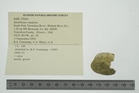 Epioblasma rangiana image