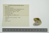 Epioblasma rangiana image