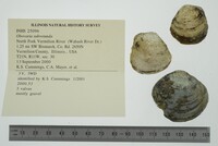 Obovaria subrotunda image