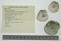 Obovaria subrotunda image