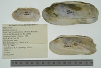 Theliderma cylindrica image