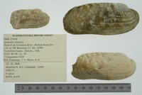 Theliderma cylindrica image