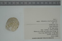 Cyprogenia stegaria image