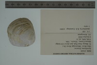 Epioblasma flexuosa image