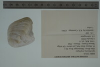 Epioblasma propinqua image