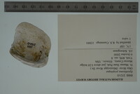 Epioblasma propinqua image