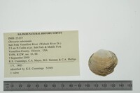 Obovaria subrotunda image