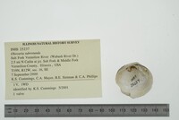 Obovaria subrotunda image