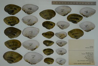 Epioblasma triquetra image