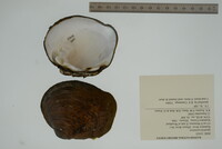 Cyclonaias pustulosa image