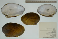 Plethobasus cyphyus image