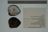 Fusconaia flava image