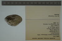 Epioblasma triquetra image