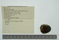 Obovaria subrotunda image