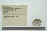 Obovaria subrotunda image