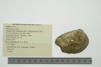 Pleurobema clava image