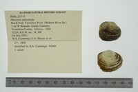 Obovaria subrotunda image