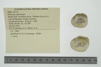 Obovaria subrotunda image