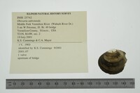 Obovaria subrotunda image